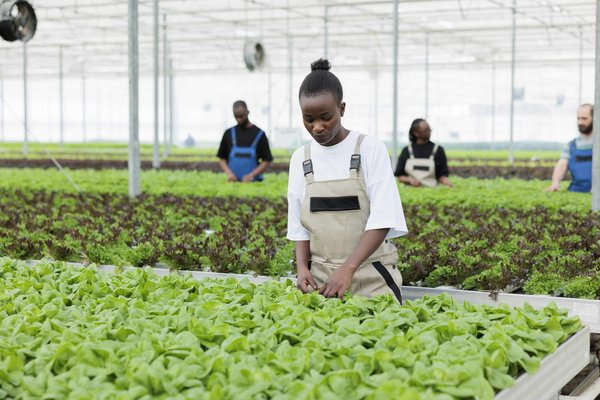 Peut-on confectionner des barres énergétiques aux dattes et noix sans cuisson?